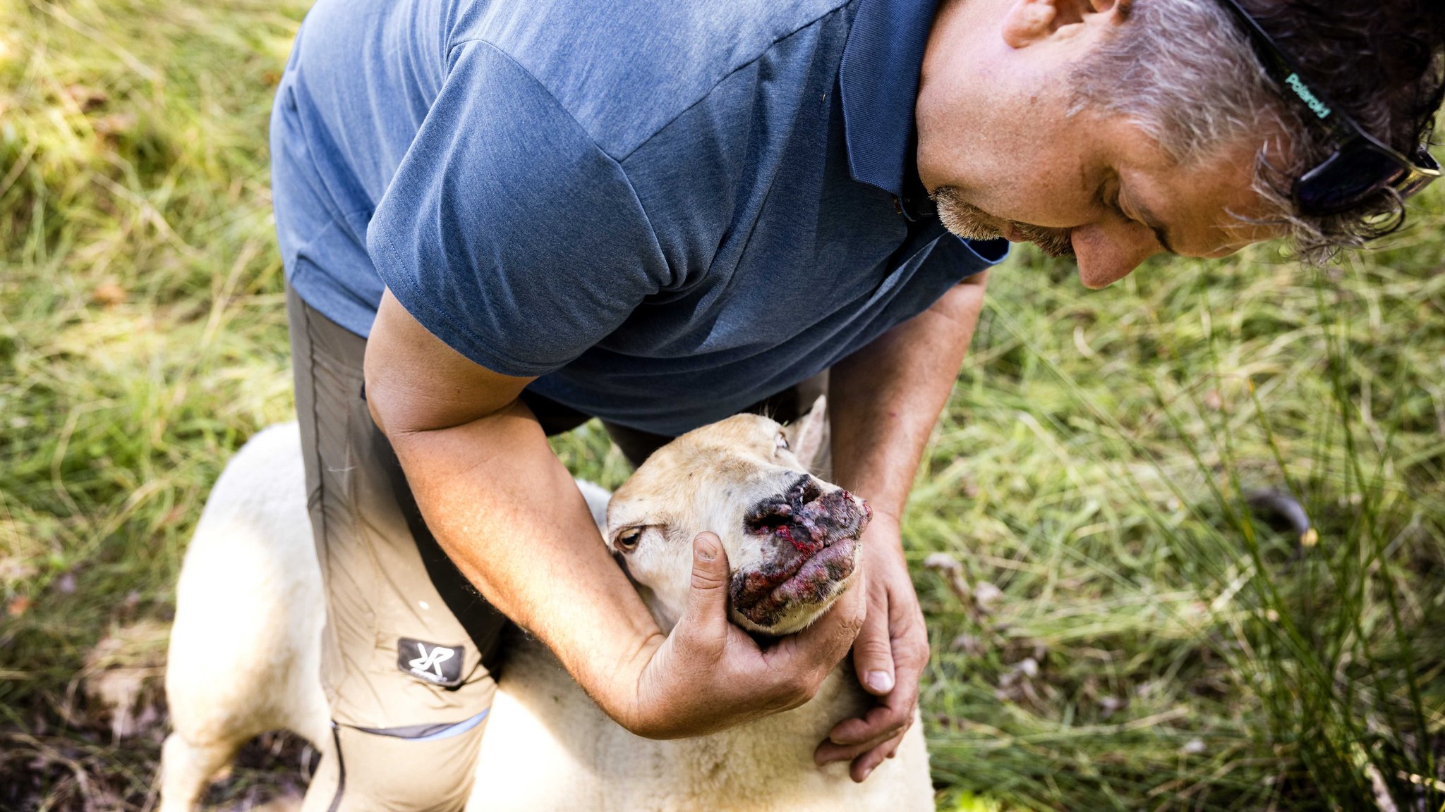 Die für Tiere gefährliche Blauzungenkrankheit breitet sich in Bayern immer weiter aus.