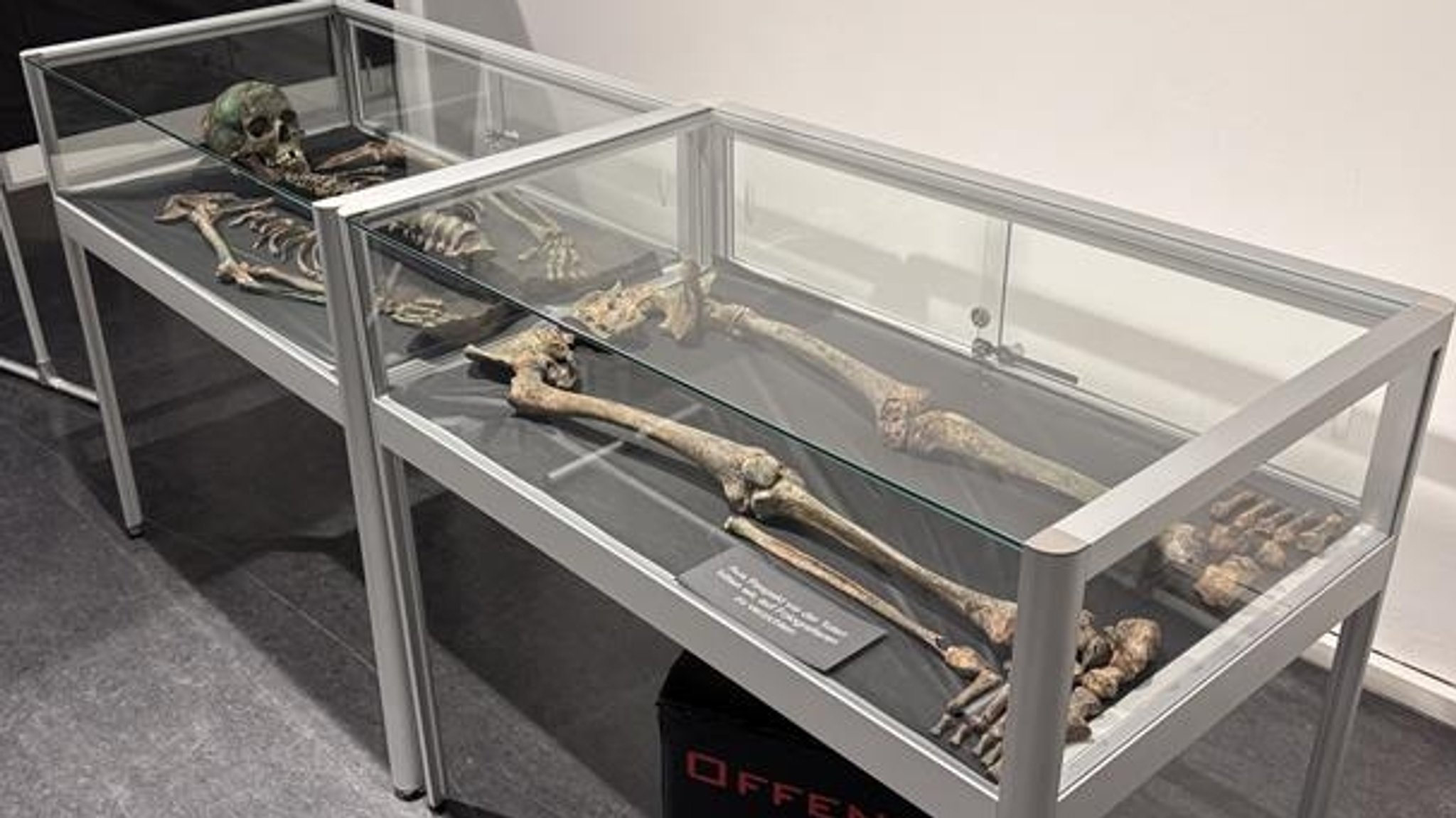 Ein Skelett liegt in einer Vitrine.