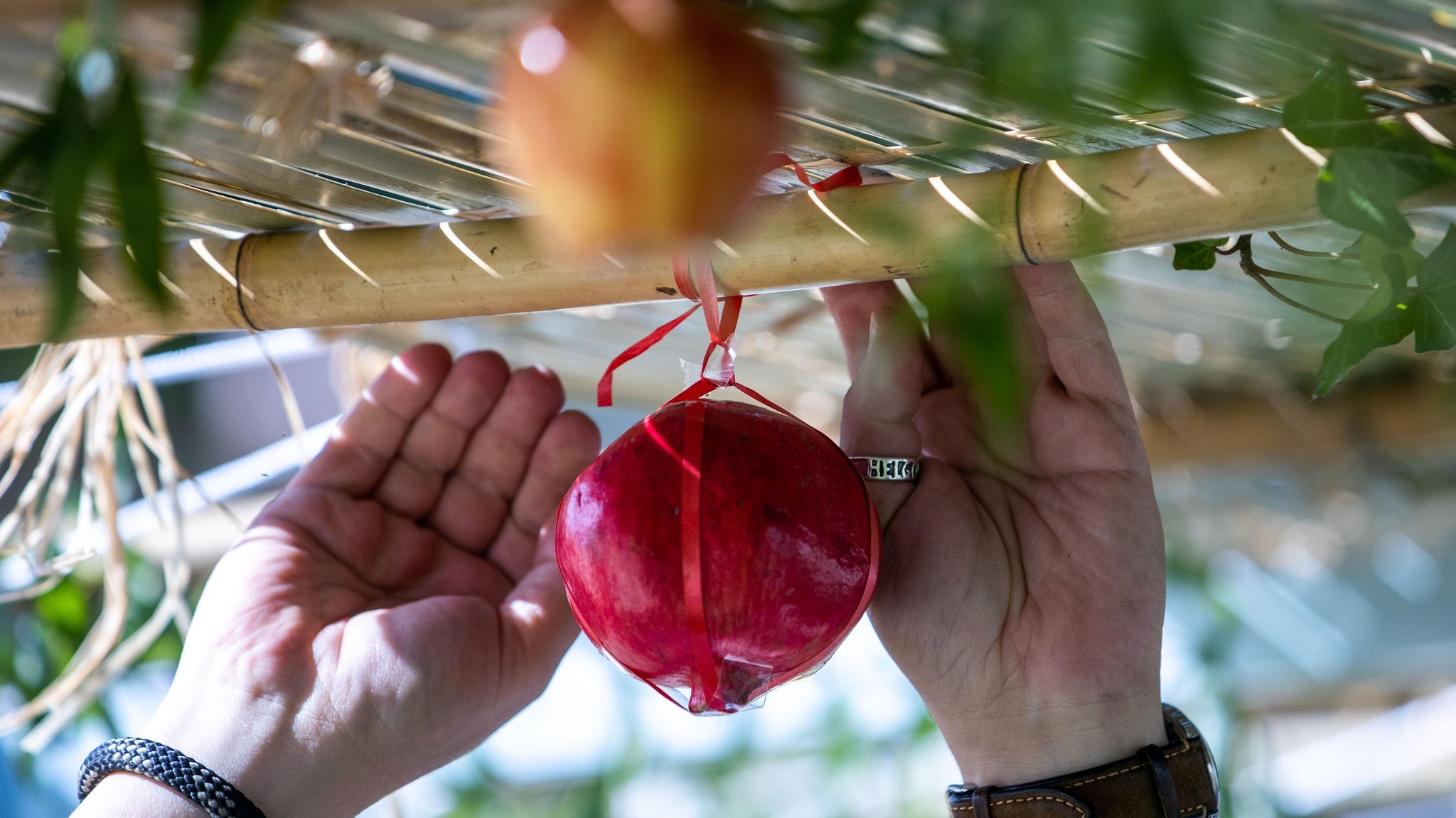 An Sukkot schmücken Jüdinnen und Juden ihre Laubhütten mit Obst und Gemüse. 