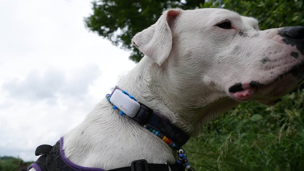Hundmit GPS-Tracker