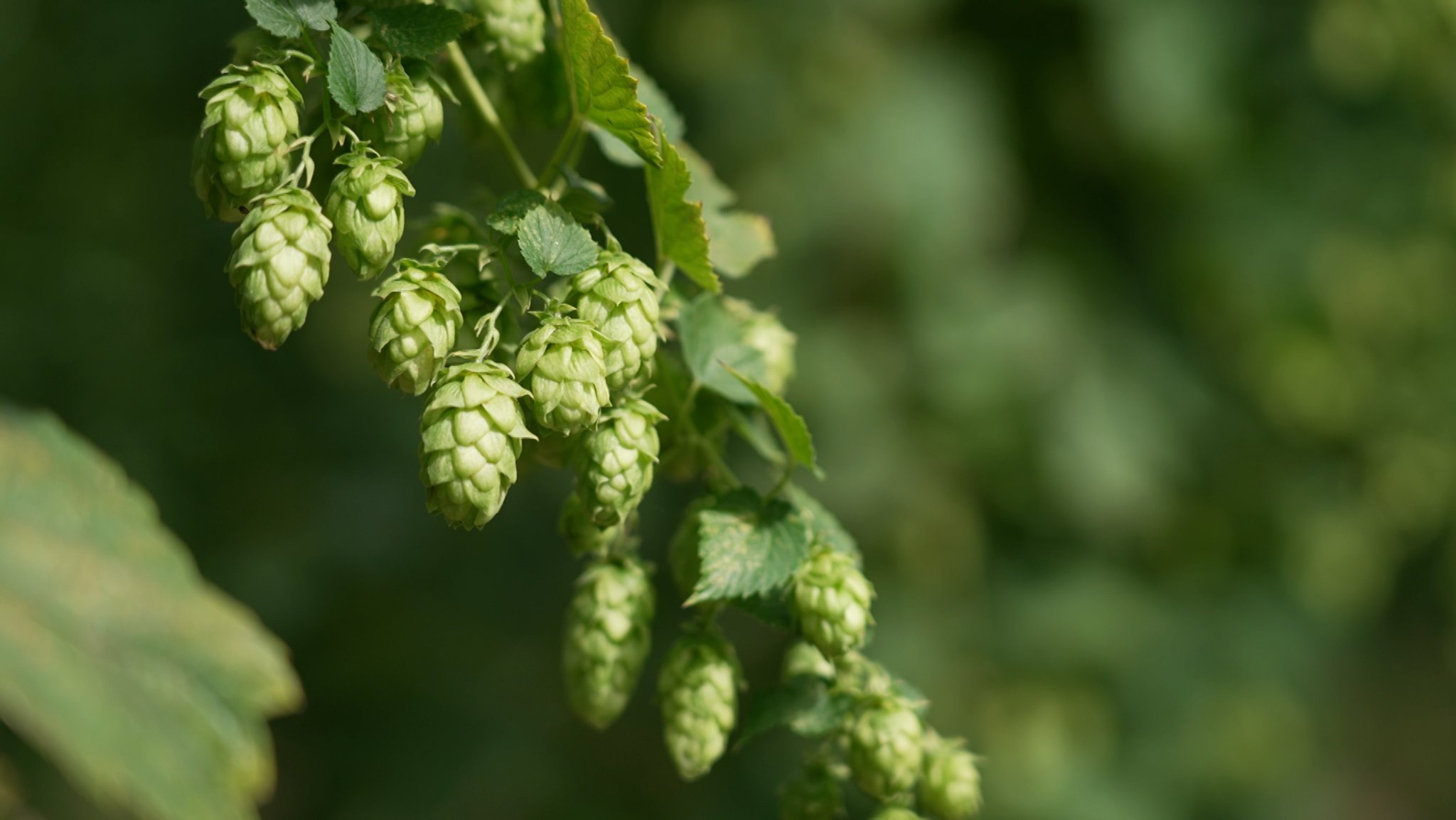 Hallertauer Hopfen: Gute Ernte bei schwacher Nachfrage