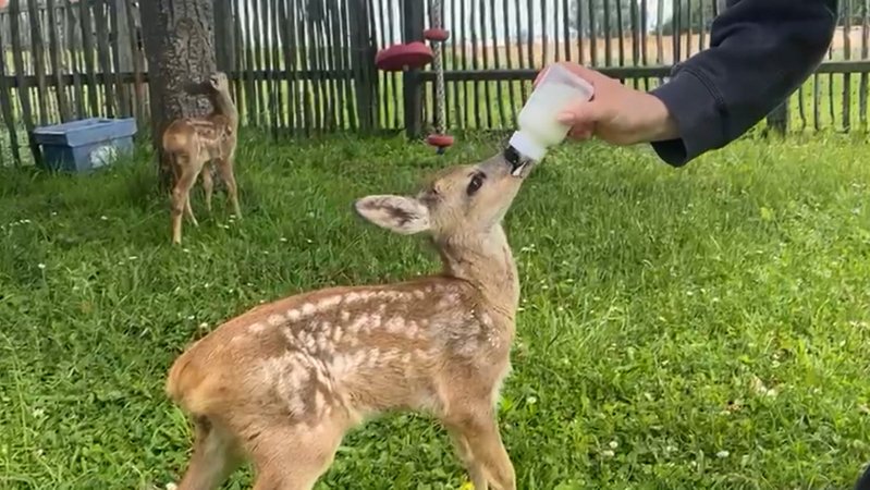 Jäger retten Rehkitze per Kaiserschnitt | Bild: BR Jäger retten Rehkitze per Kaiserschnitt