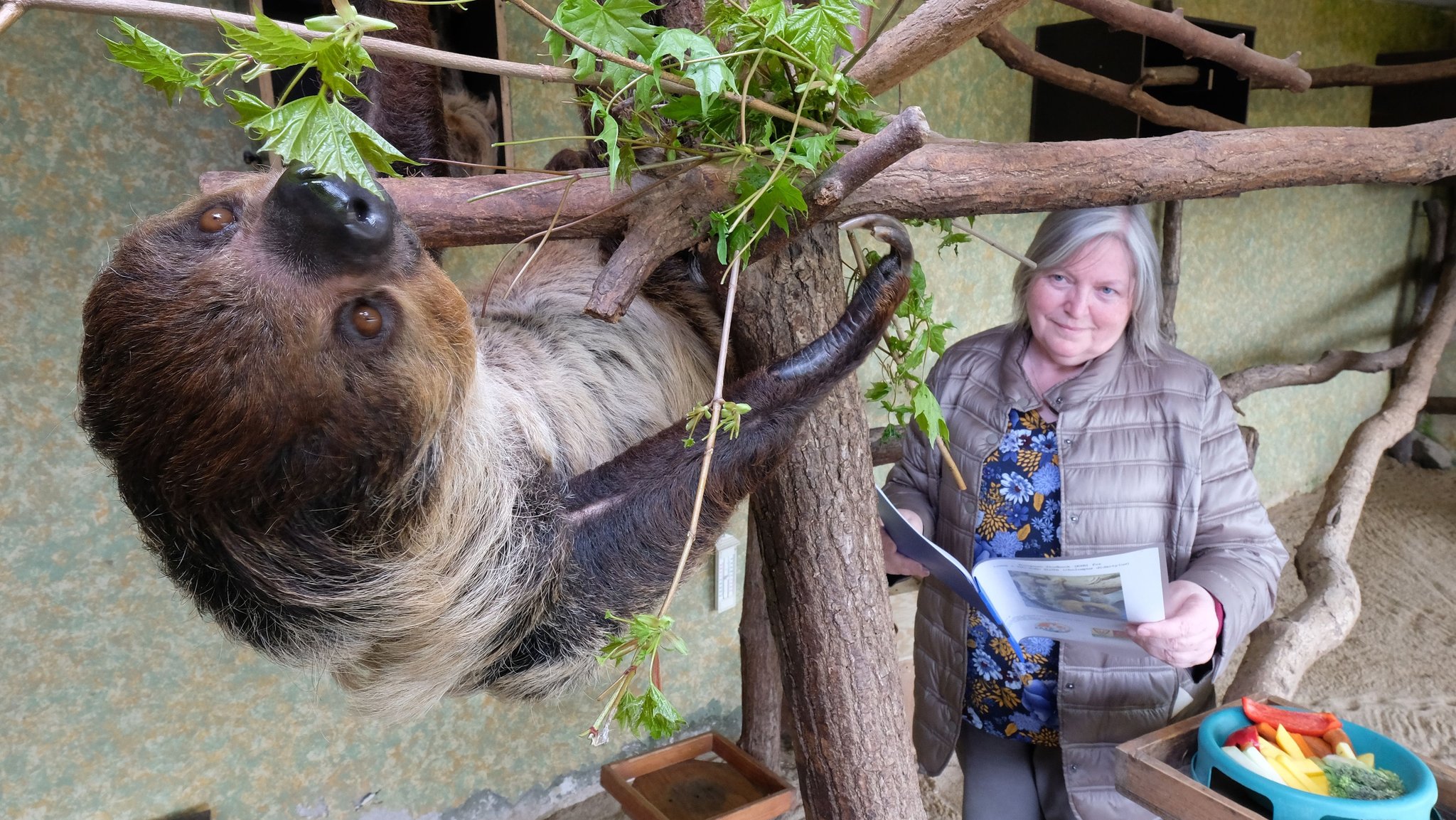 Faultier Charlotte frisst im Zoo von Halle junge Ahornblätter. Biologin Jutta Heuer beobachtet sie dabei.