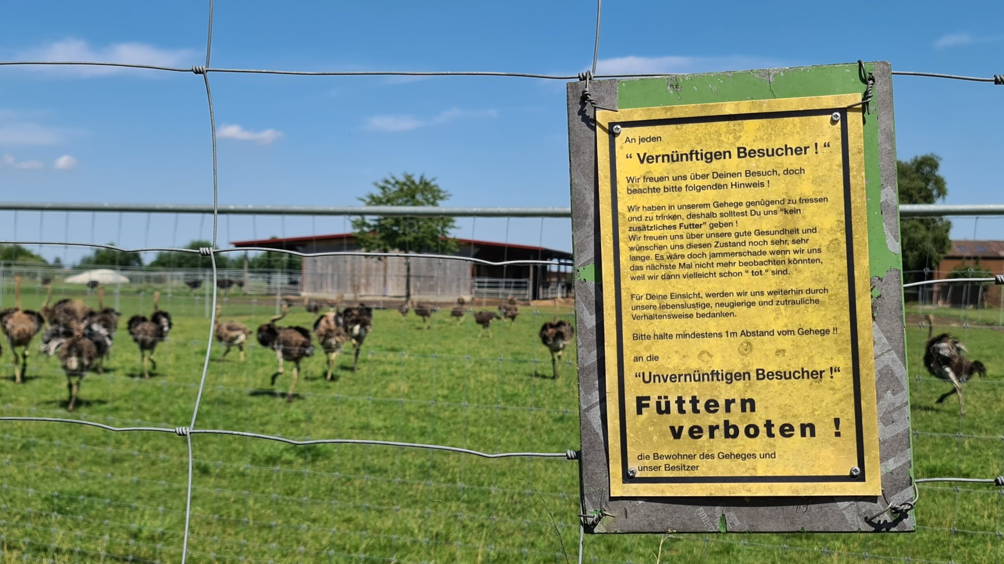 Ein Schild, auf dem "Füttern verboten" steht hängt an einem Drahtzaun. Dahinter weiden junge Strausse auf einer Wiese | Bild: BR / Ursula Klement Ein Schild, auf dem "Füttern verboten" steht hängt an einem Drahtzaun. Dahinter weiden junge Strausse auf einer Wiese