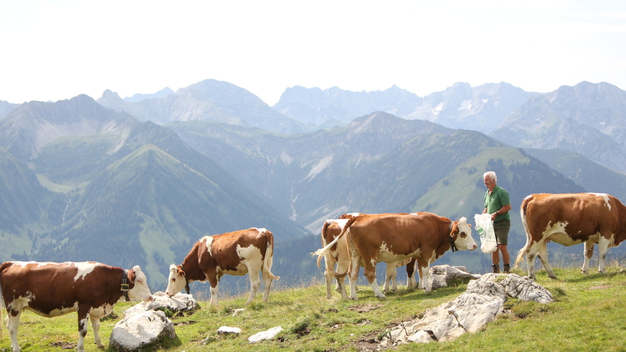 Weitläufige Weiden im Gebirge machen den Herdenschutz schwierig