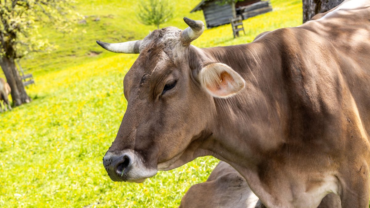 Symbolbild: Eine Kuh im Allgäu