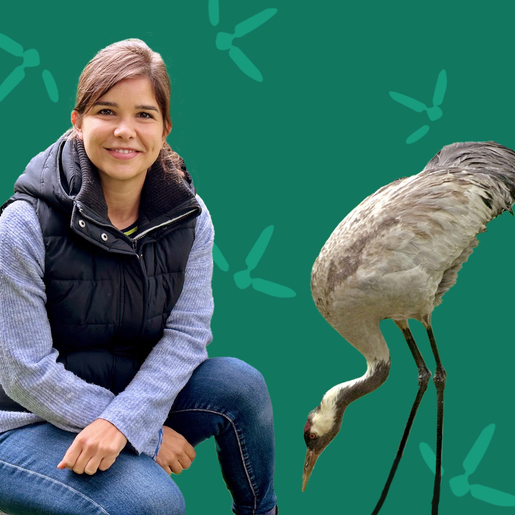 Kraniche - Tanzende Vögel mit Trompeten-Ruf