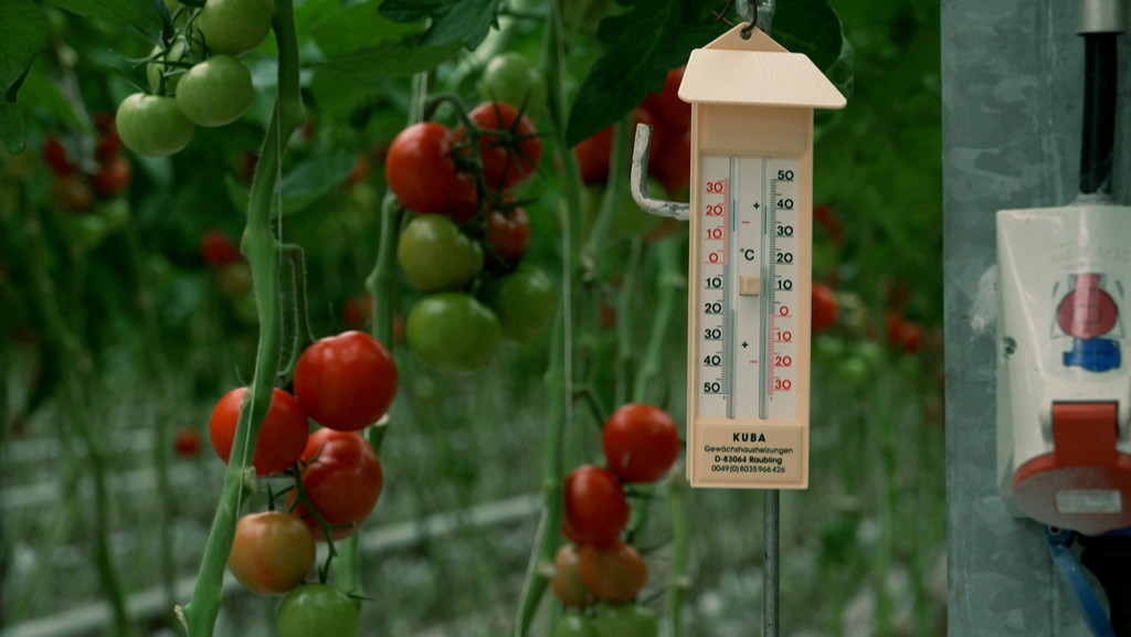 Thermometer im Gewächshaus | Bild: Bayerischer Rundfunk Thermometer im Gewächshaus