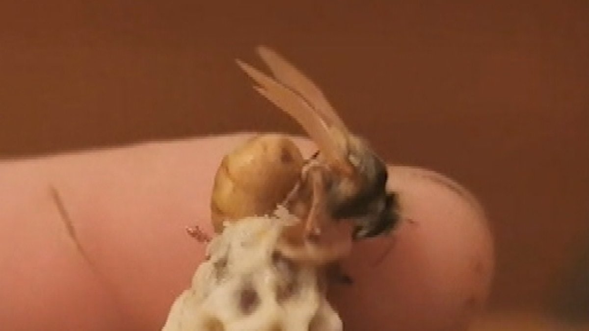 Buckfastbienen-Königin schlüpft