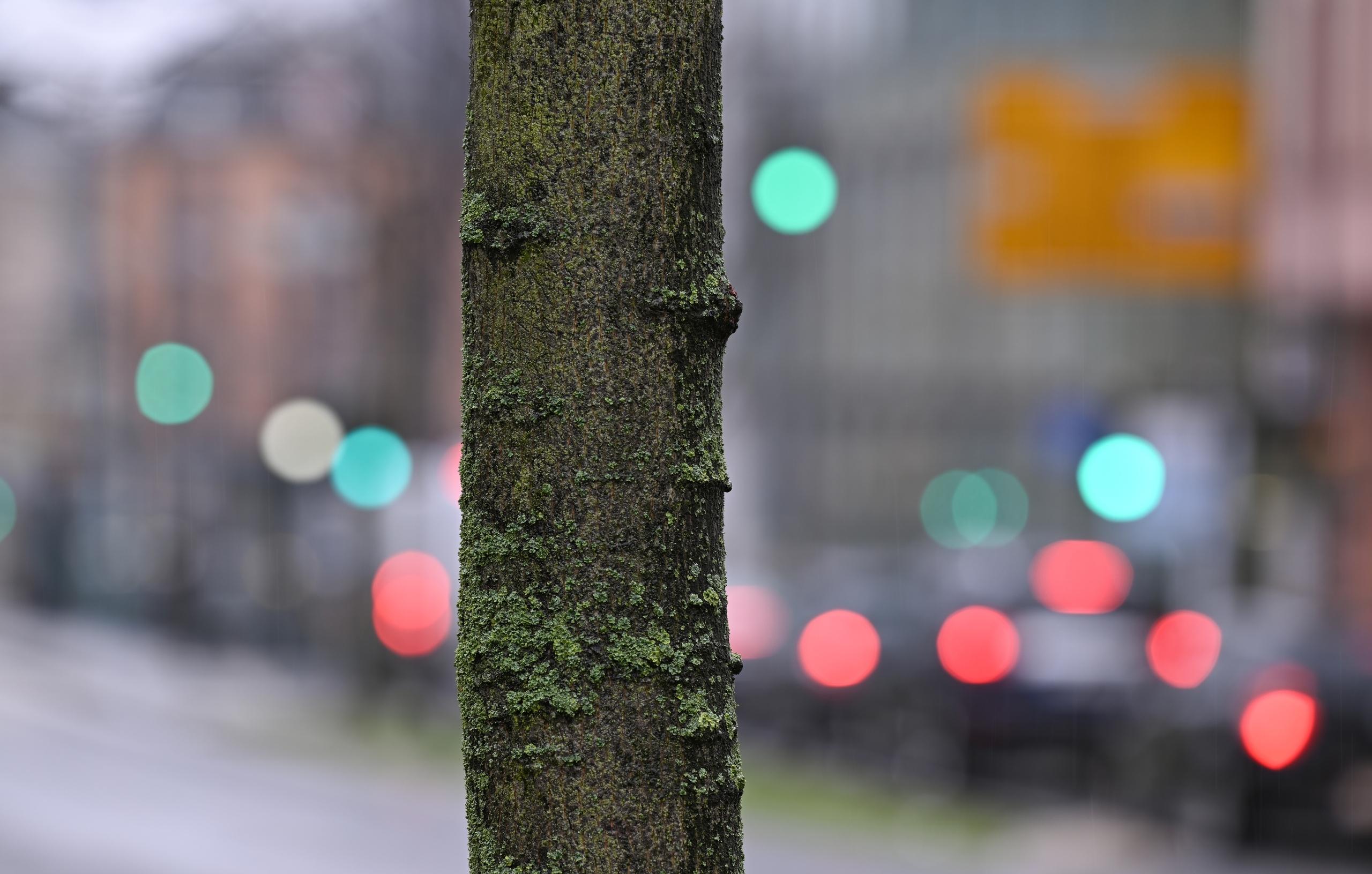 Jährlich sterben viele Stadtbäume an den Folgen der Trockenheit. Damit Straßen, Plätze und Parks grün bleiben, setzen Städte auf digitale Baumbewässerung.