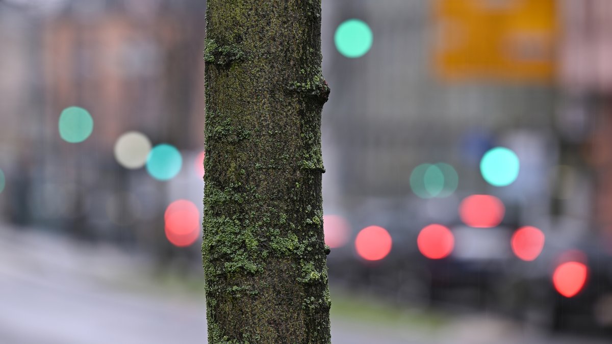 Jährlich sterben viele Stadtbäume an den Folgen der Trockenheit. Damit Straßen, Plätze und Parks grün bleiben, setzen Städte auf digitale Baumbewässerung.