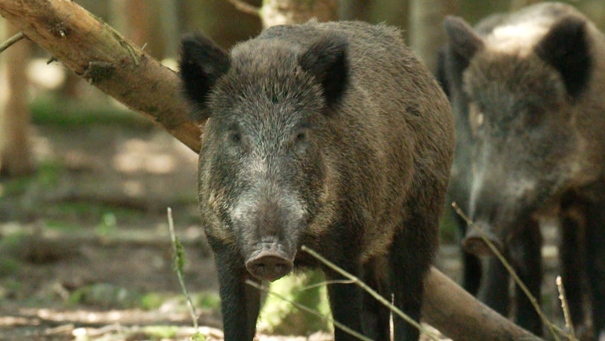 Wildschweine