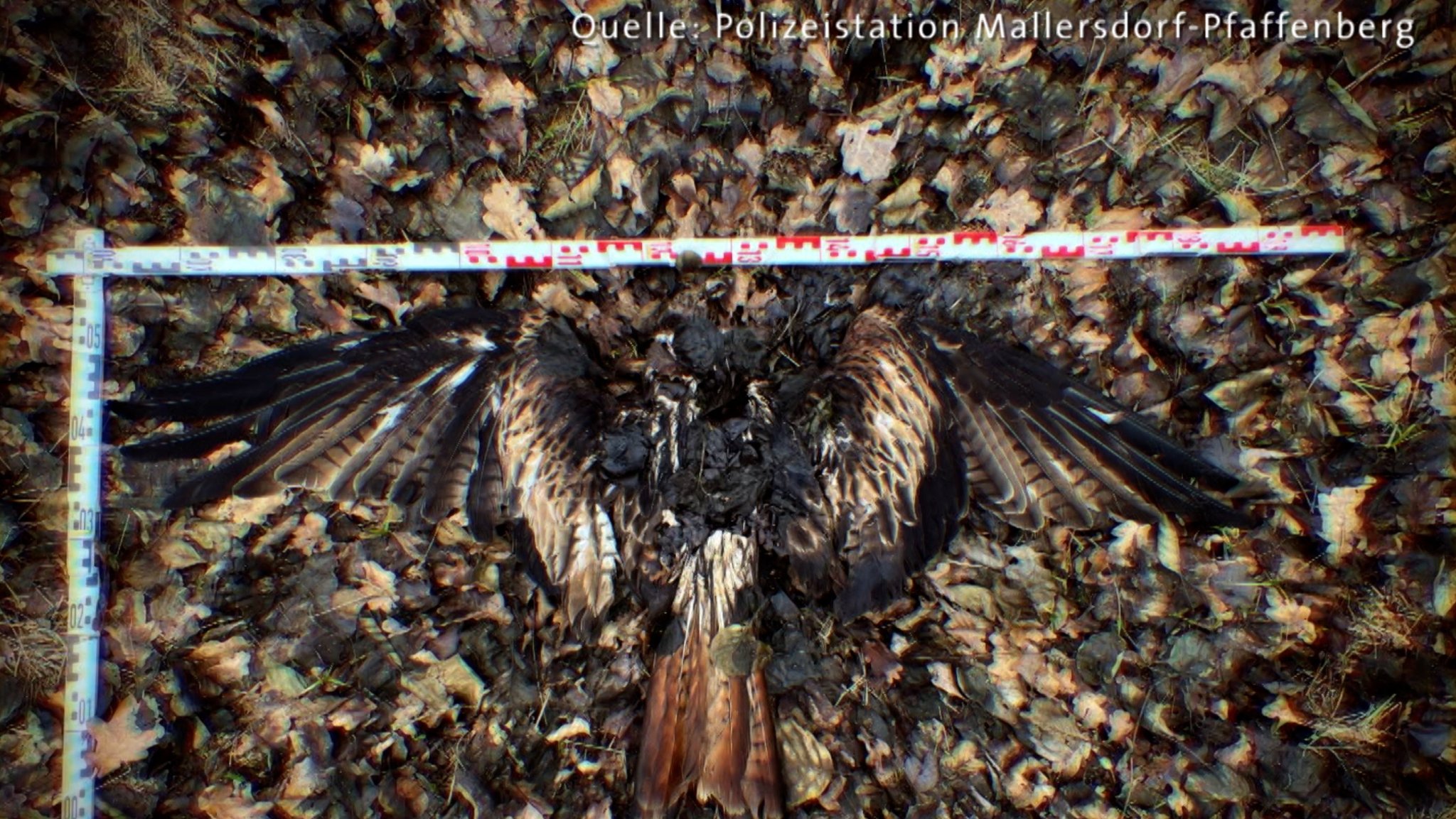 Tatort-Foto der Polizeistation Mallersdorf-Pfaffenberg von einem aufgefundenen toten Greifvogel