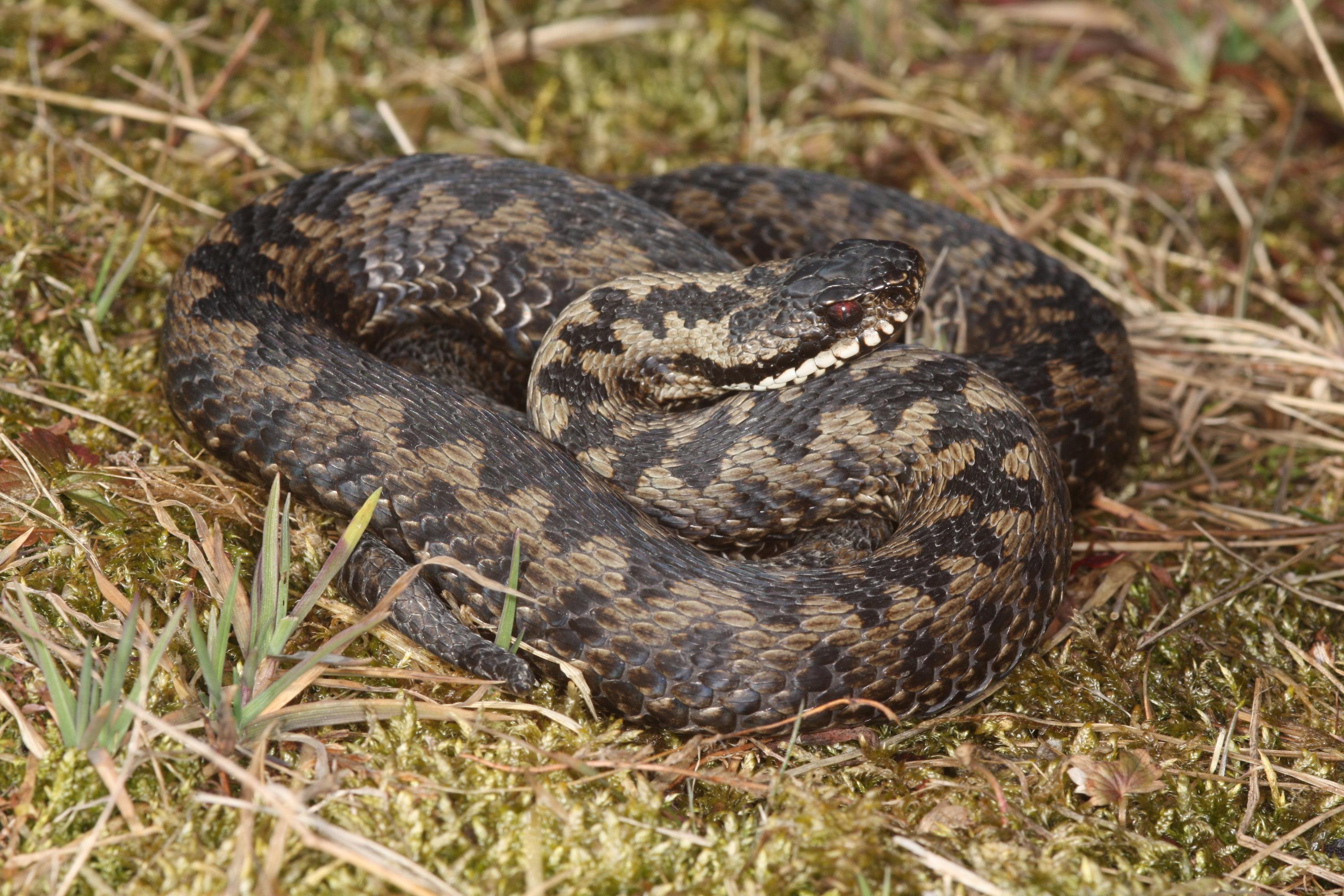 Eine männliche Kreuzotter liegt zusammengerollt im Gras. 