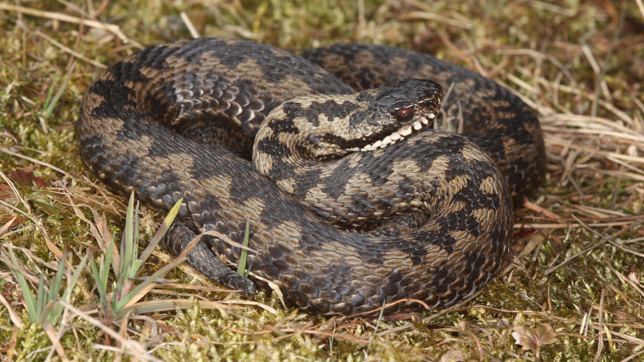 Eine männliche Kreuzotter liegt zusammengerollt im Gras. 