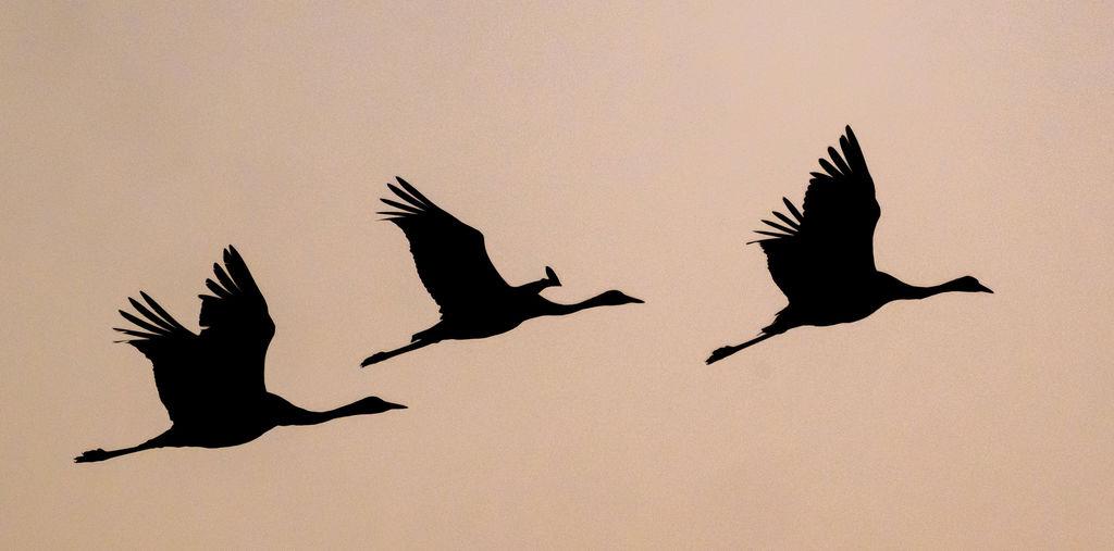 Kraniche (Grus grus) fliegen am Abendhimmel. (Symbolbild)