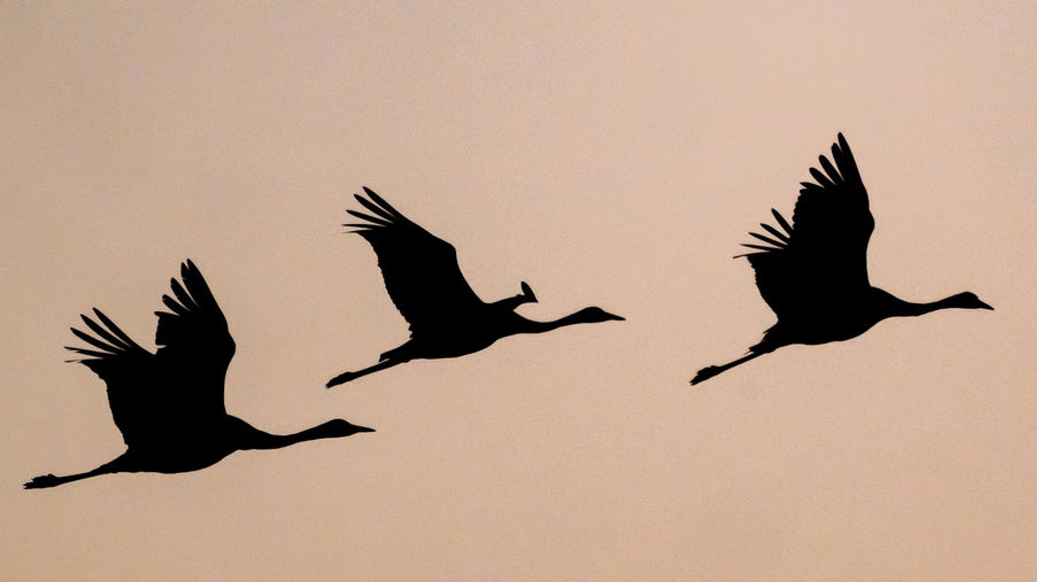 Ungeahntes Ausmaß: Tausende Kraniche sterben beim Vogelzug