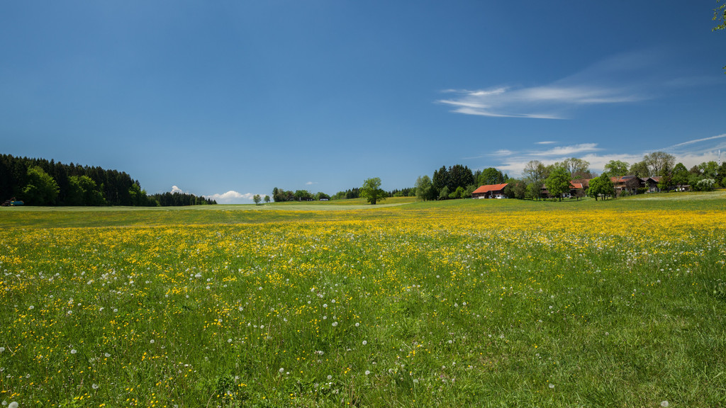 Eine Blumenwiese mit Häusern im Hintergrund im Landkreis Landshut.