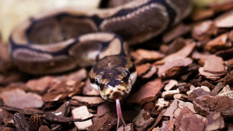 Symbolbild: Ein züngelnder Königspython in einem Terrarium | Bild: dpa-Bildfunk/Christian Charisius Symbolbild: Ein züngelnder Königspython in einem Terrarium
