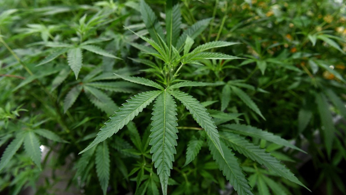 Marihuana-Pflanzen (Symbolbild)