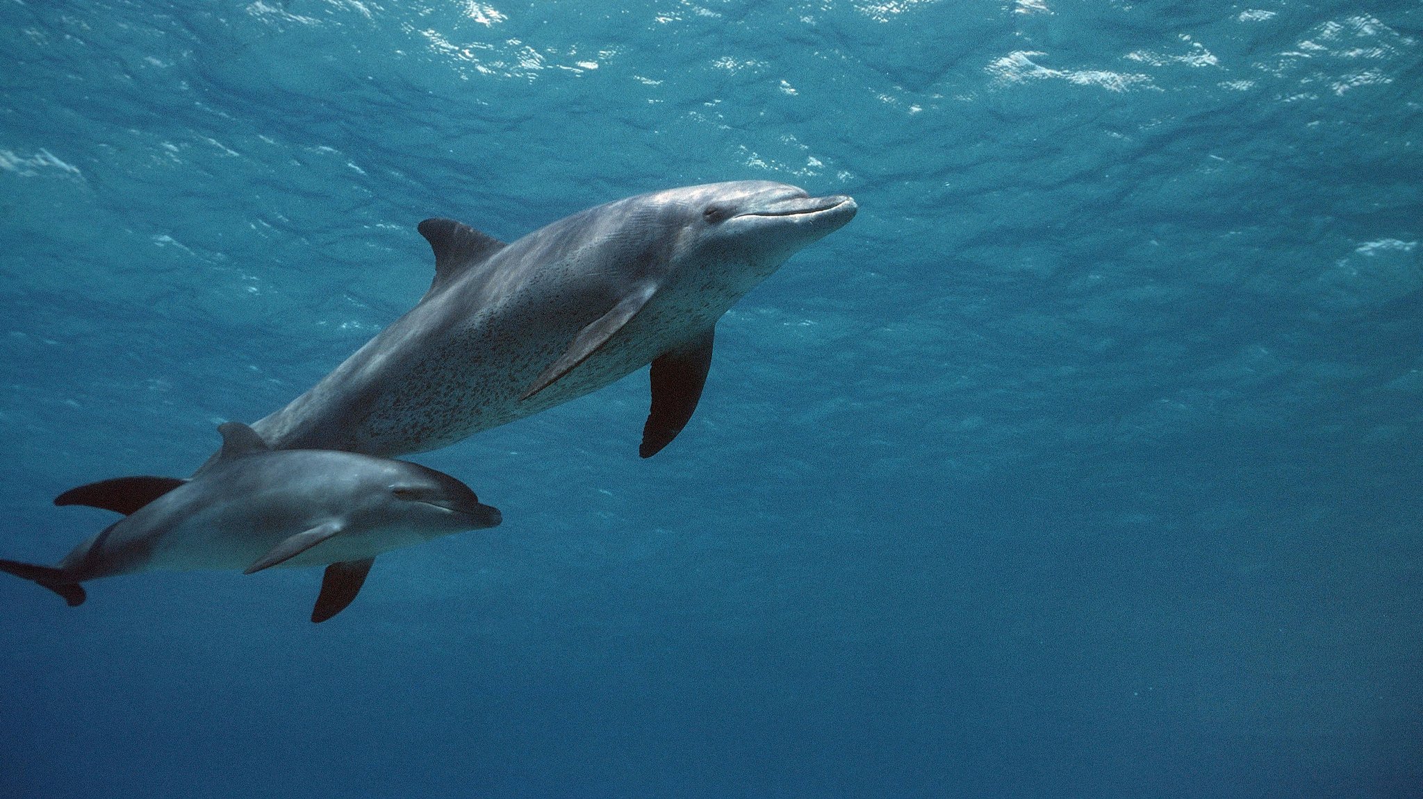 Delfine können erhöhten Lärmpegel unter Wasser kompensieren