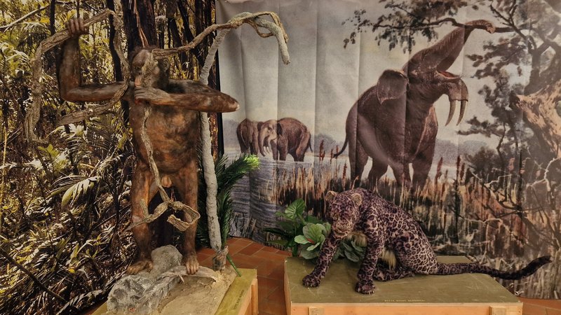 In der Sonderausstellung steht ein Replikat des Menschenaffe Udo neben dem einer urzeitlichen Raubkatze, im Hintergrund zeigt eine Leinwand Hauerelefanten an einer Wasserstelle. | Bild: BR/Eva Heime In der Sonderausstellung steht ein Replikat des Menschenaffe Udo neben dem einer urzeitlichen Raubkatze, im Hintergrund zeigt eine Leinwand Hauerelefanten an einer Wasserstelle.