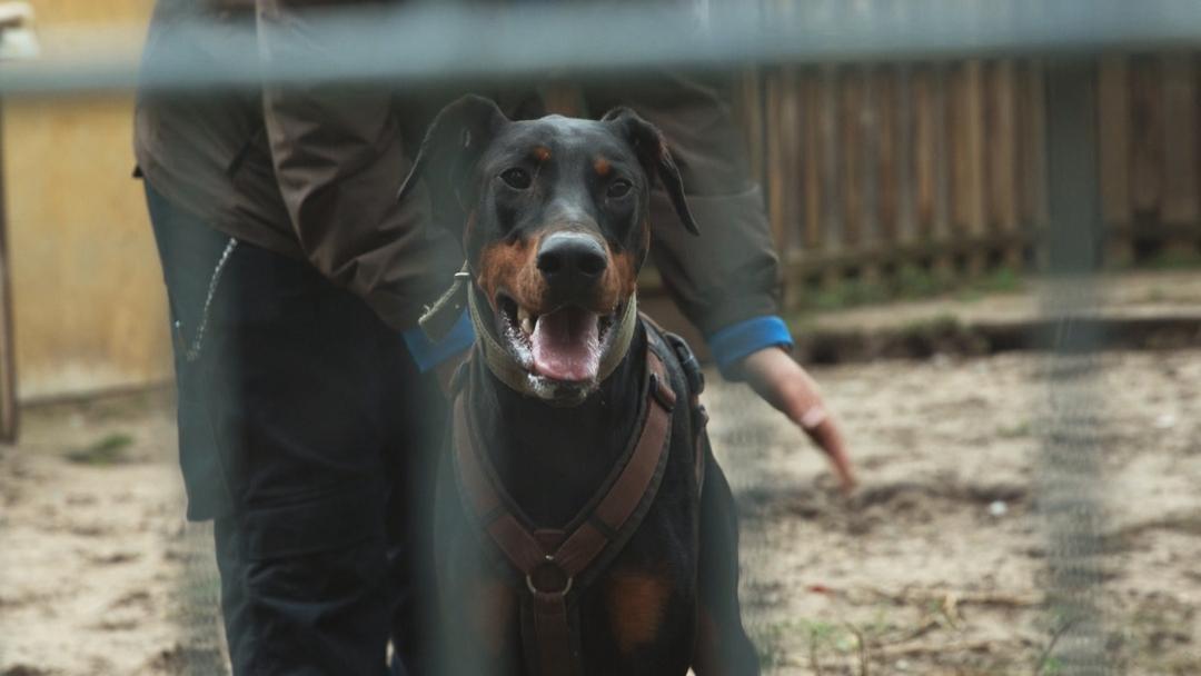 Ein Dobermann 