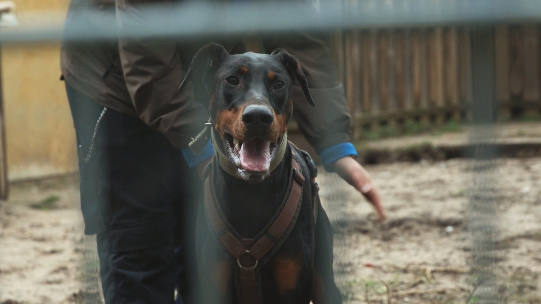 Mann hetzt Dobermann auf Gruppe junger Leute