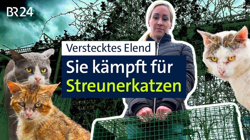 Die Regensburger Tierschützerin will Streunerkatzen helfen. | Bild: BR Die Regensburger Tierschützerin will Streunerkatzen helfen.