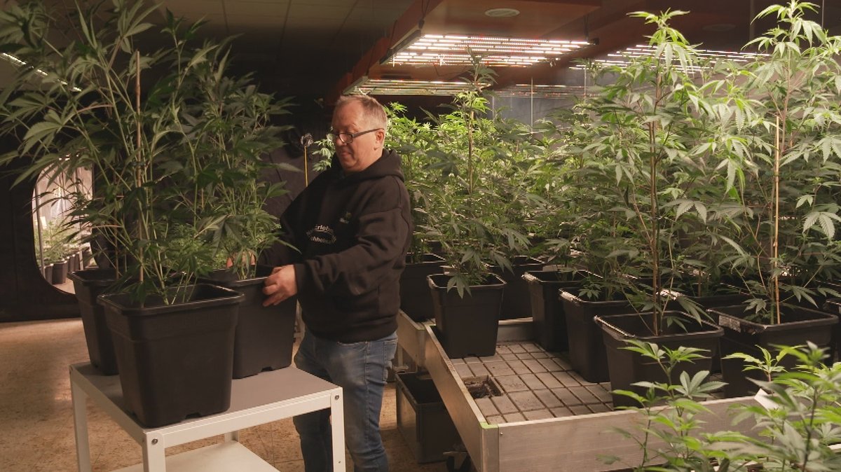Keine Genehmigung – Aus für Cannabis-Projekt in Aschheim 