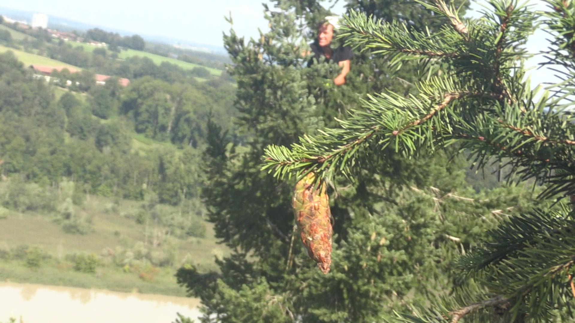 Zapfen-Ernte bei Wasserburger Douglasien.