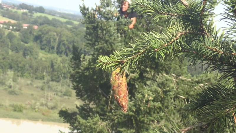 Zapfen-Ernte bei Wasserburger Douglasien. | Bild: BR/Kühne Zapfen-Ernte bei Wasserburger Douglasien.