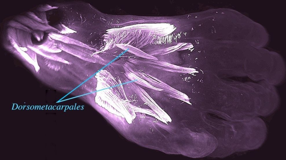 Neue Embryo Forschung Menschliche Vorlaufer Aus Der Petrischale Br24