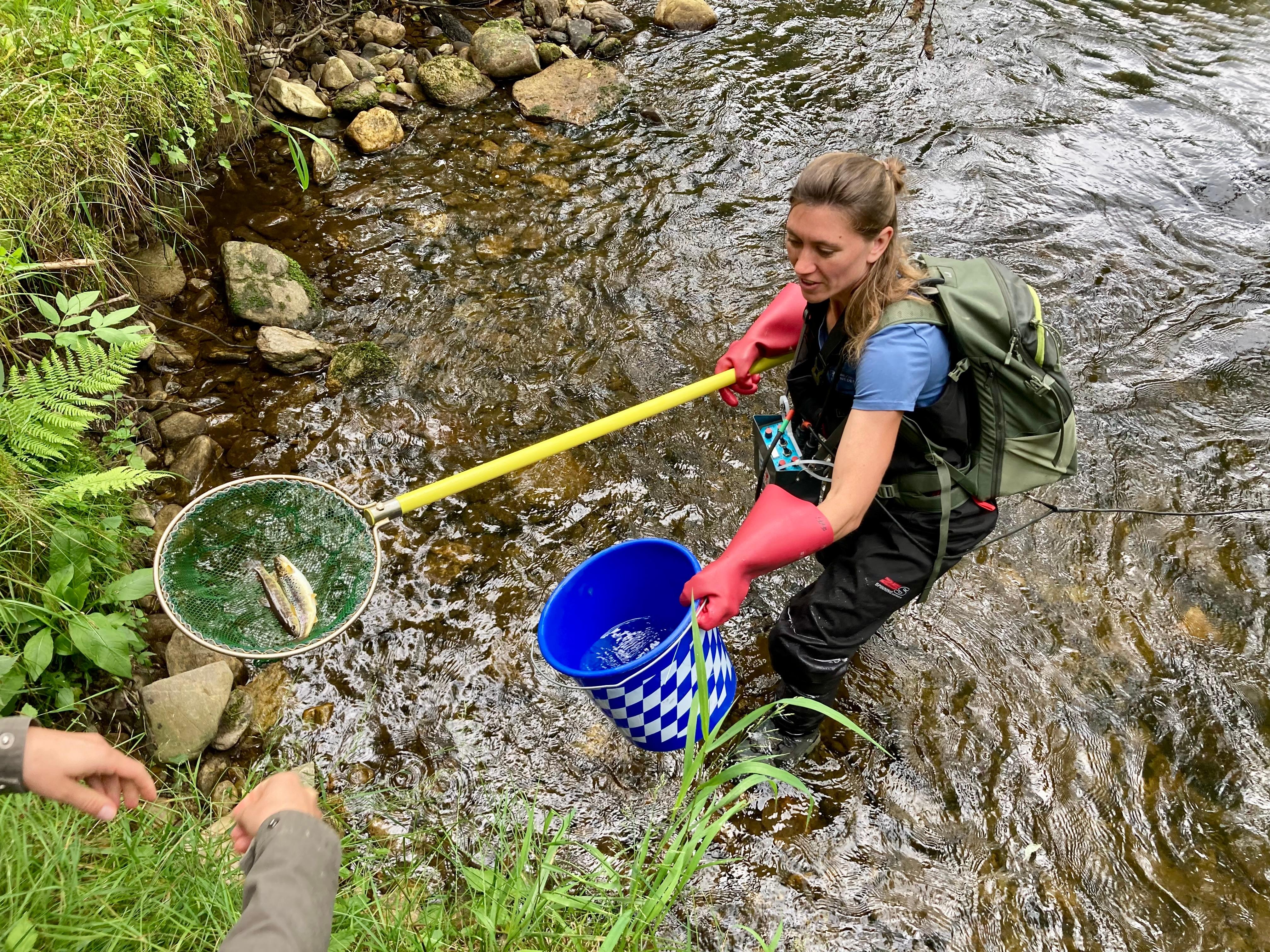 Eine Frau steht in einem Bach und hat Bachforellen in einem Kescher.
