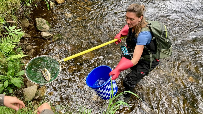 Eine Frau steht in einem Bach und hat Bachforellen in einem Kescher. | Bild: BR/Renate Roßberger Eine Frau steht in einem Bach und hat Bachforellen in einem Kescher.