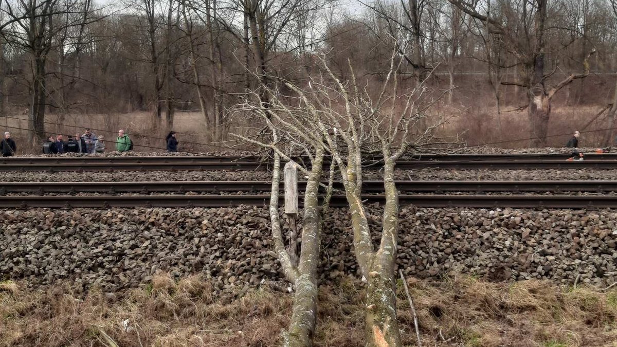 Baum stürzt bei Fällarbeiten auf Oberleitung und Gleise 