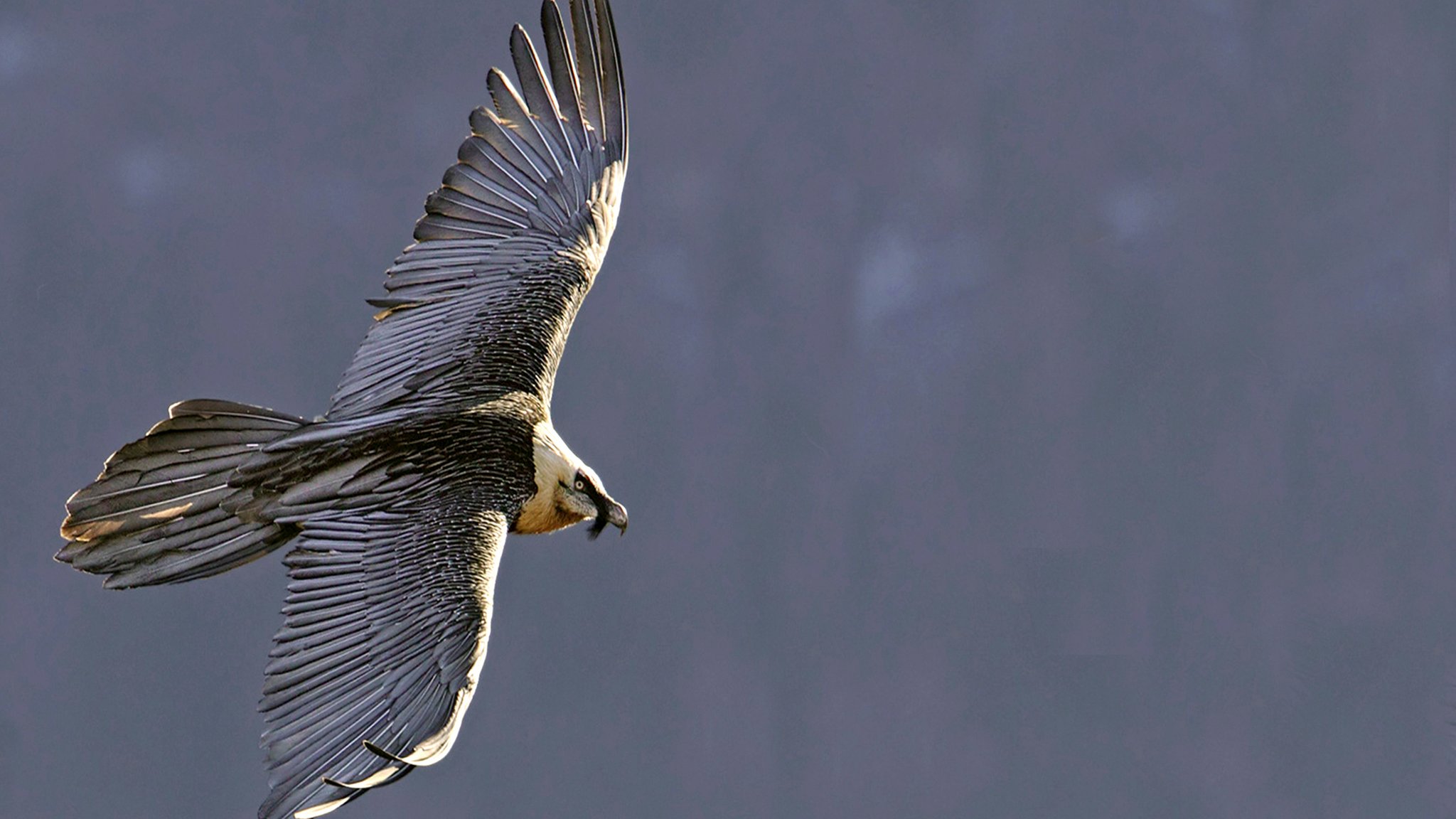 Bartgeier im Flug.