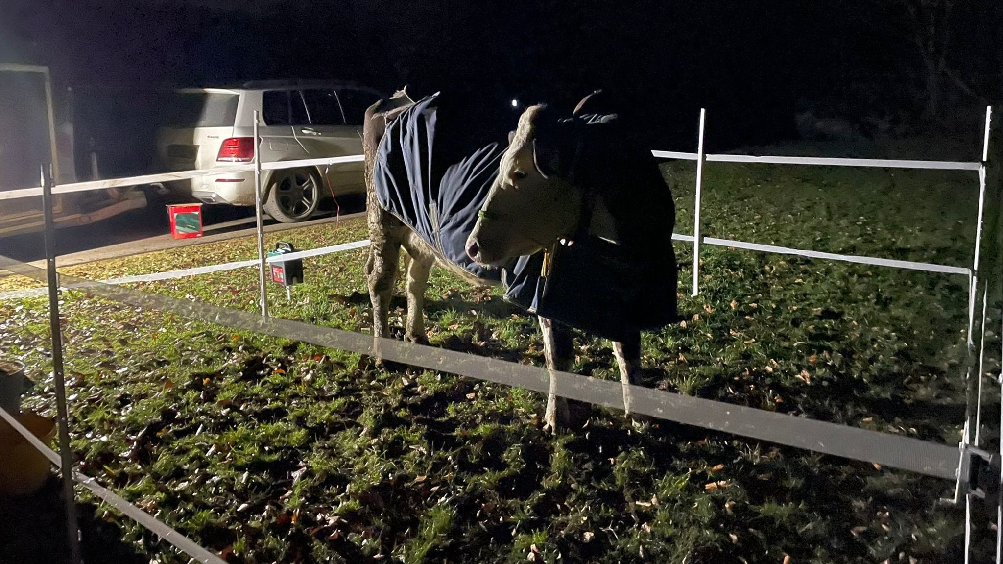 Die Kuh Freya als Lockvogel: Sie sollte in der Nacht das entlaufene Rind anlocken - die Aktion blieb aber erfolglos.