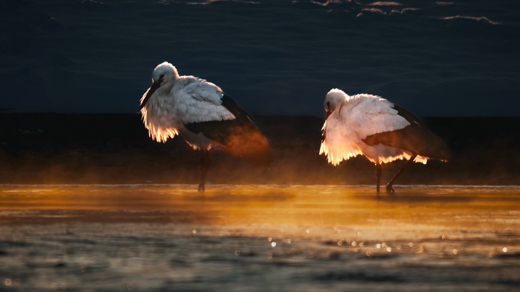 Tierfotografie