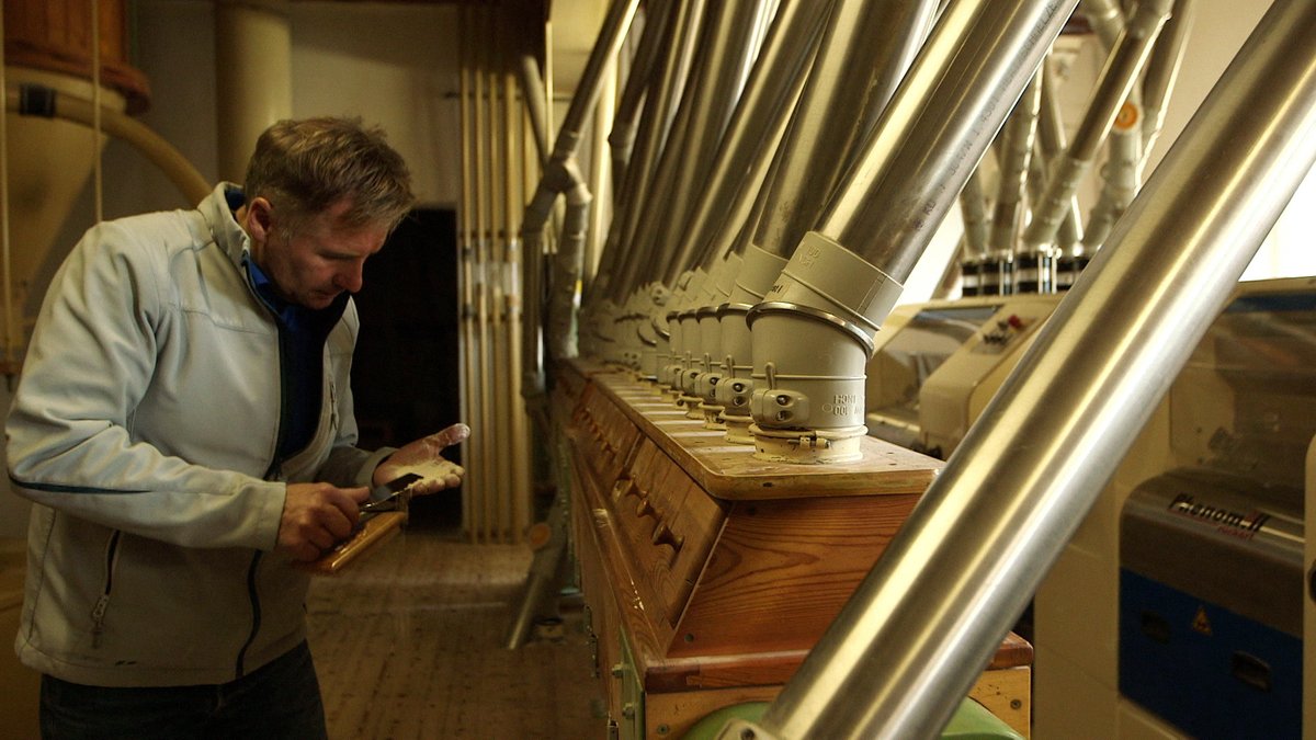 Müllermeister Rudolf Sagberger kontrolliert das frische Mehl in seiner Mühle