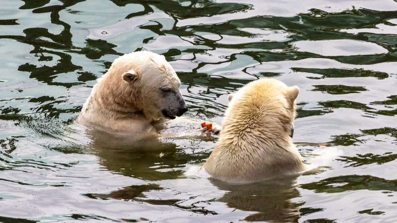 Eisbären im Nürnberger Tiergarten | Bild: picture alliance / Eibner-Pressefoto | Eibner-Pressefoto/Ardan Fuessman Eisbären im Nürnberger Tiergarten