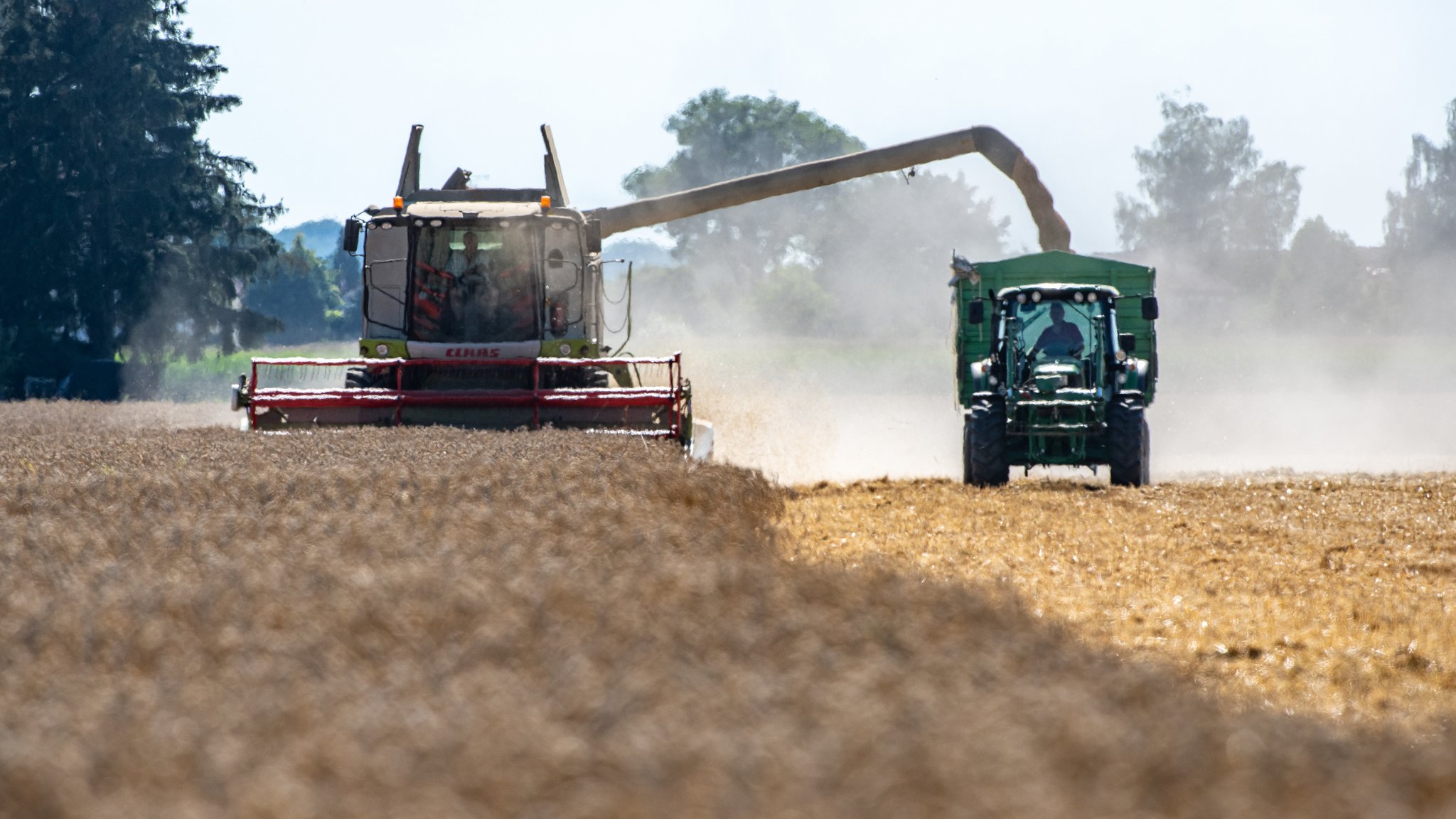 Weizen wird auf einem Feld mit einem Mähdrescher abgeerntet