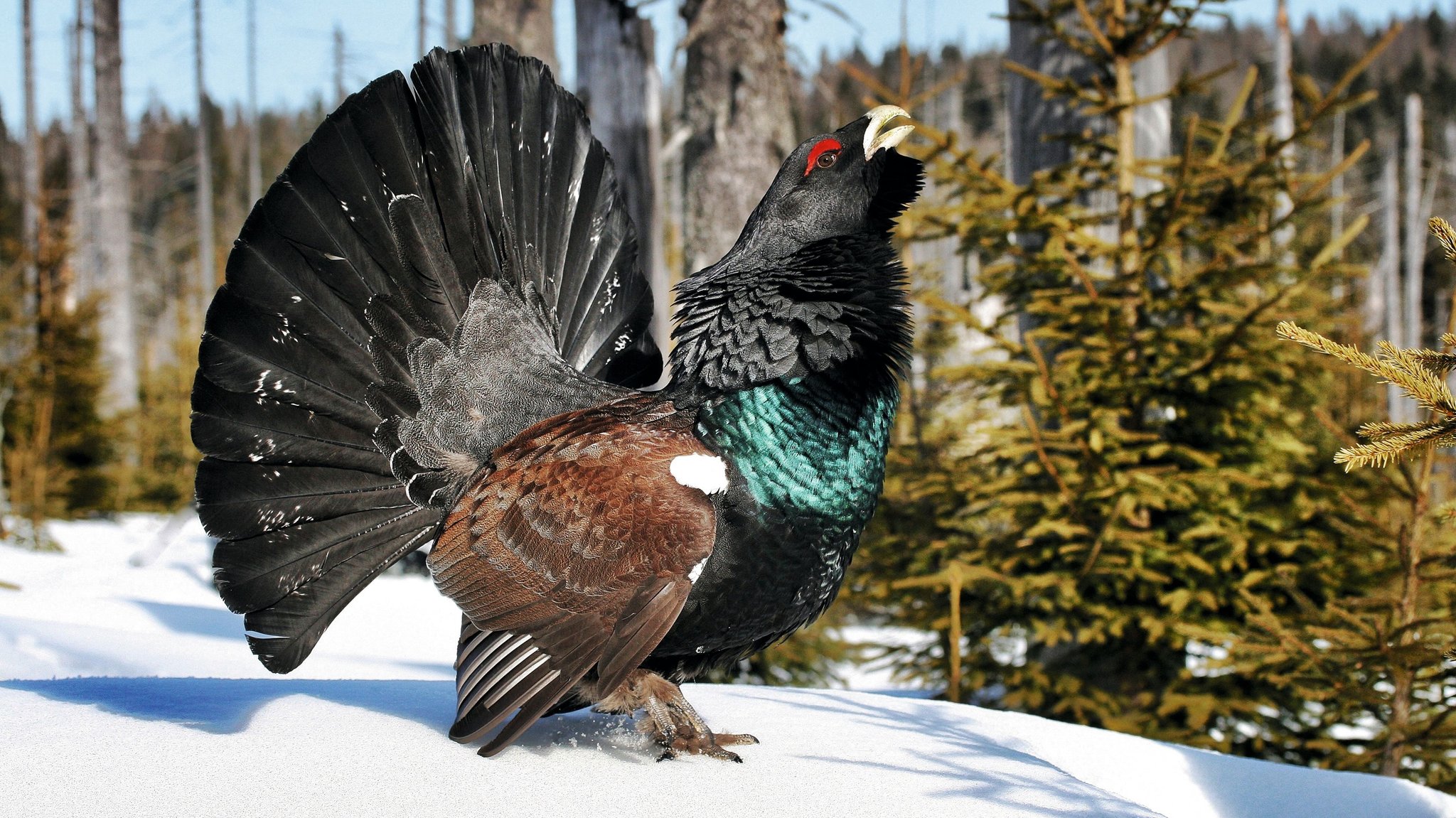 Ein balzendes Auerhuhn