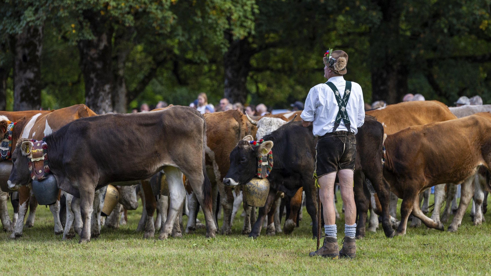 Almhirte mit Kühen (Archivbild) | Bild: picture alliance / imageBROKER |Wolfgang Veeser Almhirte mit Kühen (Archivbild)