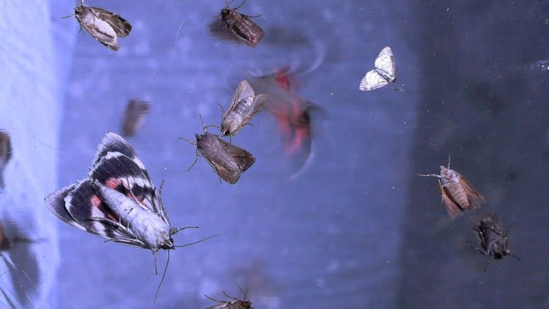 3.500 Nachtfalterarten gibt es. Nach biologischen Familiennamen sind es u. a. Eulenfalter, Spanner, Spinner, Schwärmer, Glucken und Widderchen. | Bild: BR/DocLights GmbH/NDR 3.500 Nachtfalterarten gibt es. Nach biologischen Familiennamen sind es u. a. Eulenfalter, Spanner, Spinner, Schwärmer, Glucken und Widderchen.