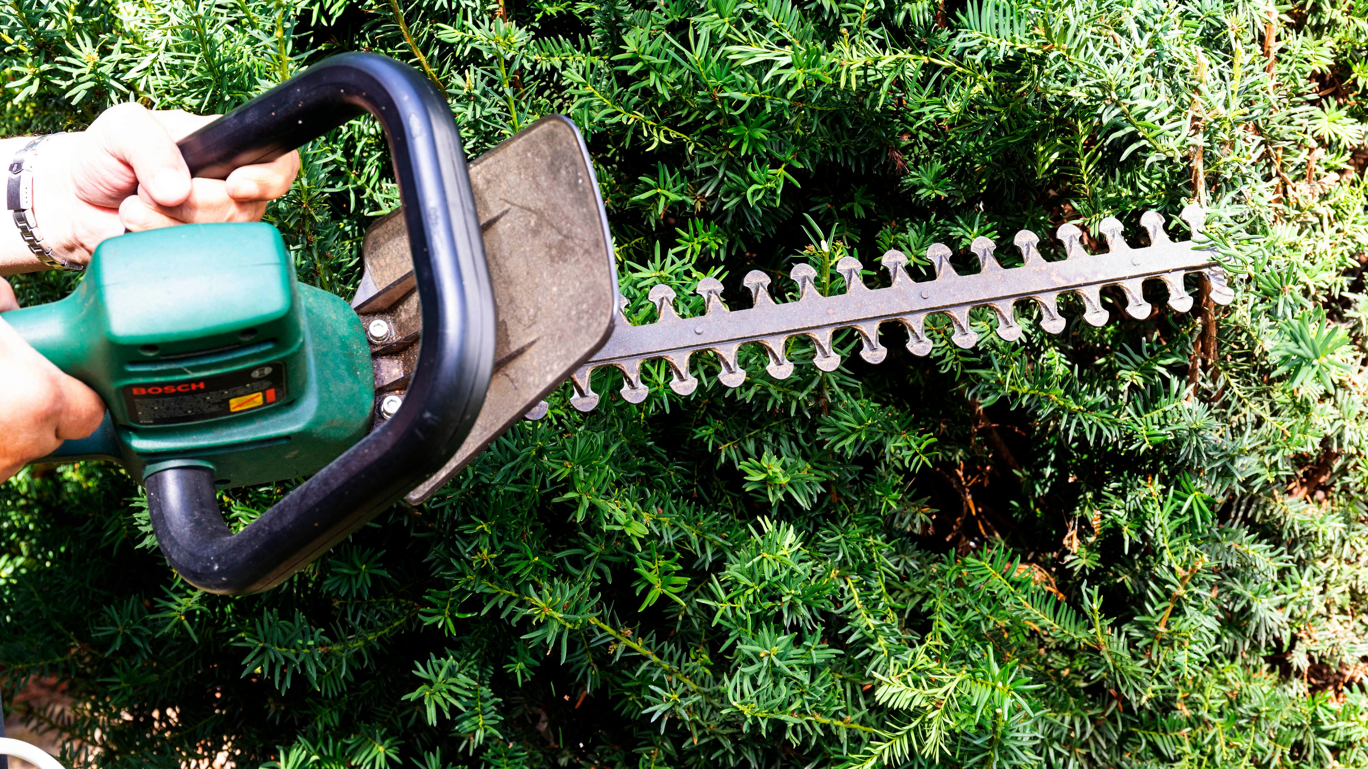 Heckenschneiden ab 1. Mrz verboten: Das gilt fr Gartenbesitzer | BR24