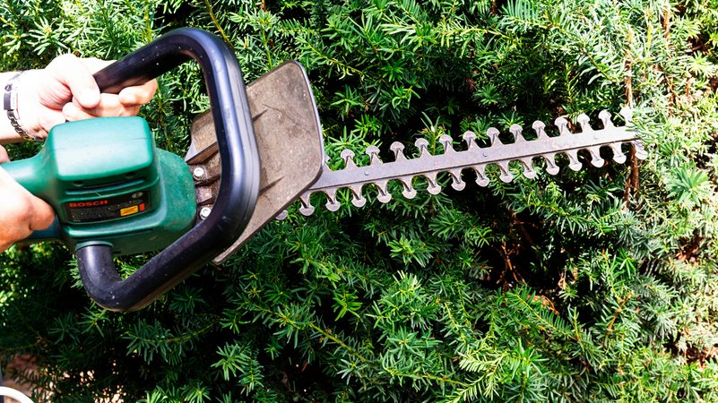 Eine Heckenschere vor einer Hecke | Bild: picture alliance / Geisler-Fotopress | Burkhard Schubert/Geisler-Fotopr Eine Heckenschere vor einer Hecke