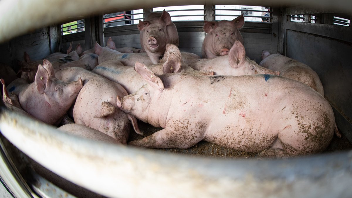 Schweine in einem Schweinetransporter