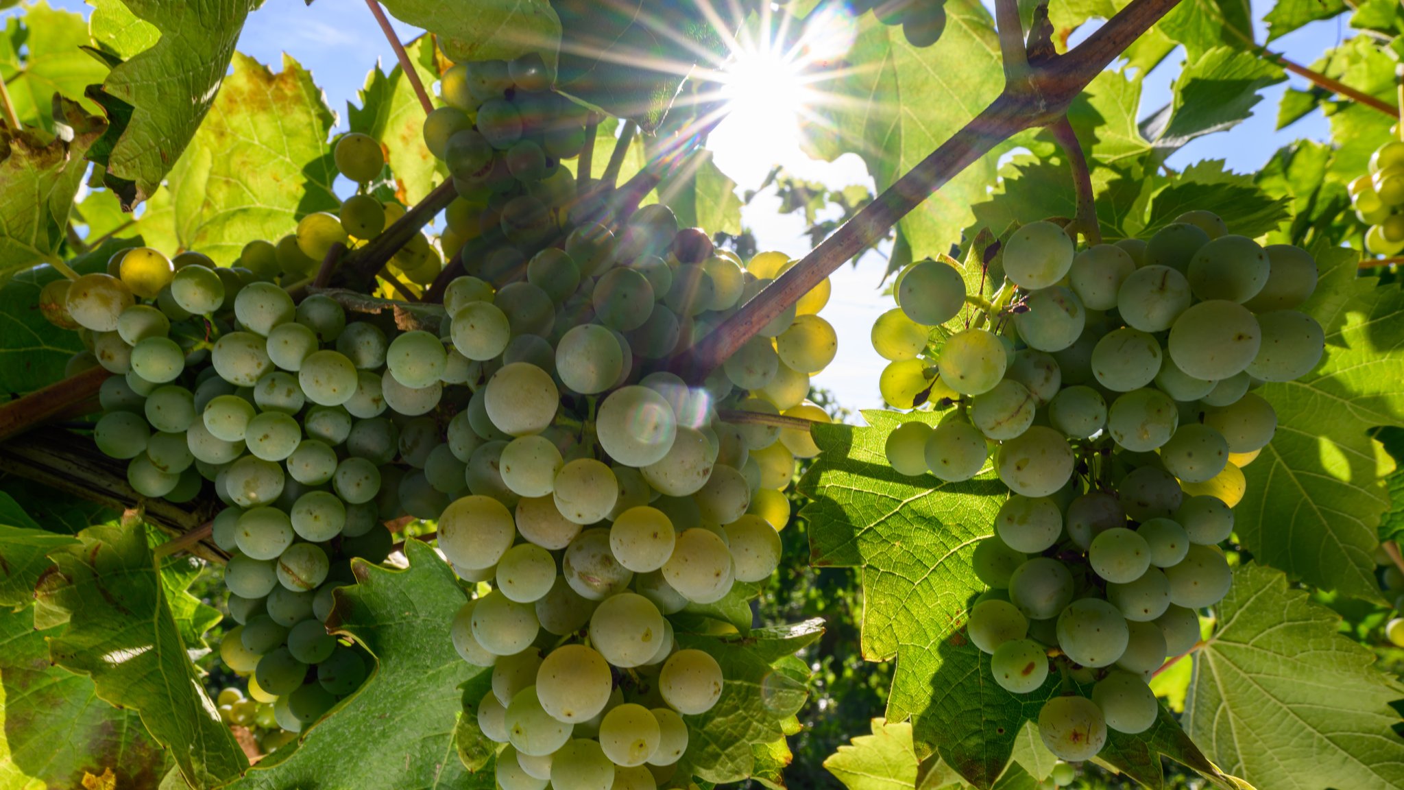 ARCHIV (08.09.2026): Trauben der Rebsorte Helios reifen in den Weinbergen der Winzervereinigung Freyburg. Die Weinlese beginnt dort mit den besonders frühreifen Rebsorten Solaris und Helios.