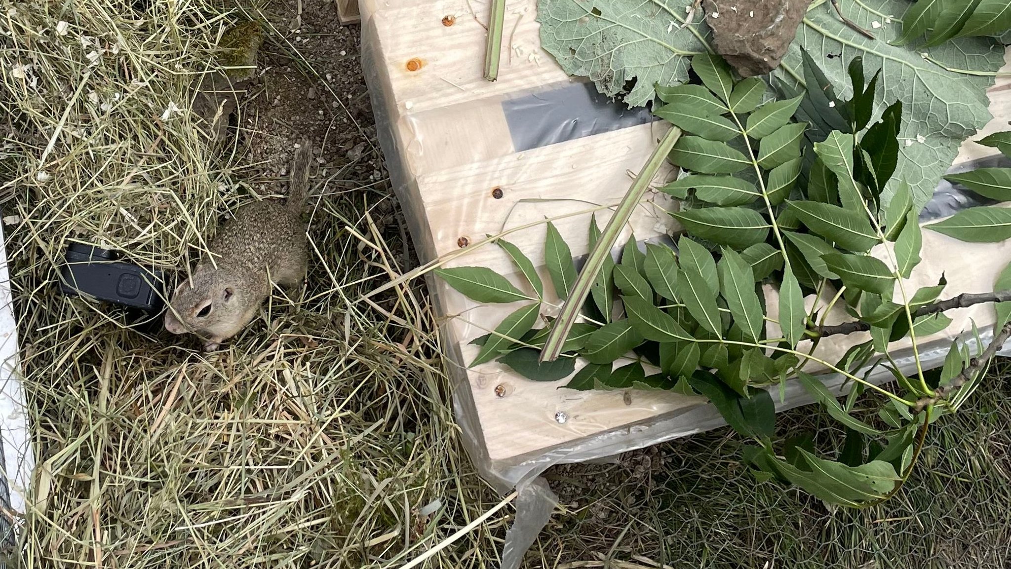 Ziesel in einem Auswilderungs-Gehege